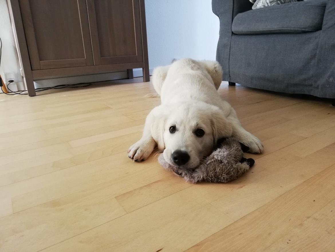 Blanding af racer Aya billede 13