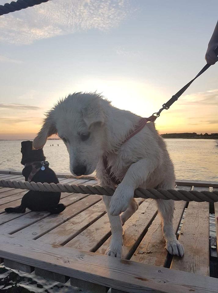 Blanding af racer Aya billede 17