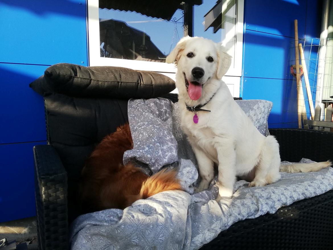 Blanding af racer Aya billede 19