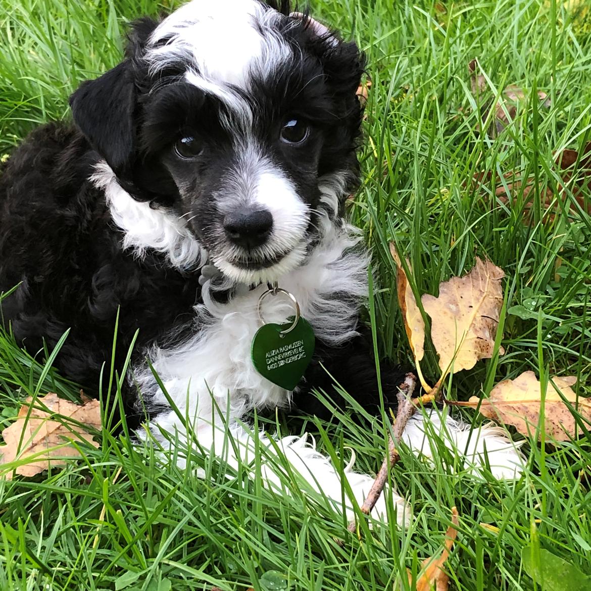 Chinese crested powder puff Cosmo  billede 5