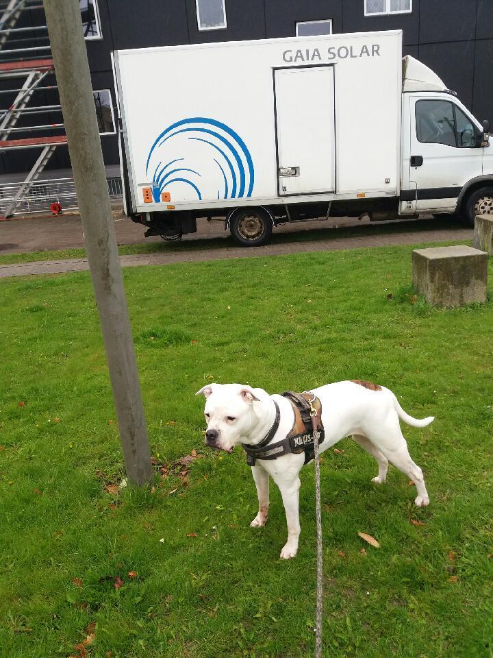 Amerikansk bulldog Kettners Esmeralda"Gaia" 11.03.2007-23.07.2019 billede 23