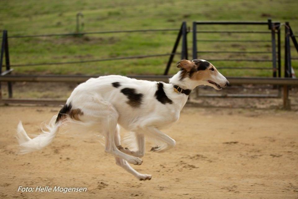 Borzoi Pony billede 26