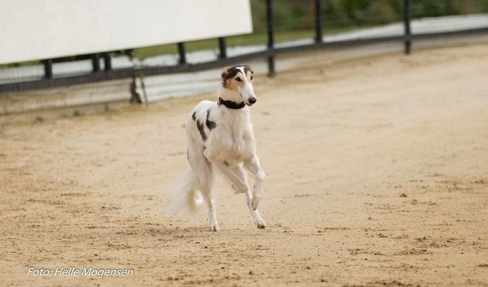 Borzoi Pony billede 28