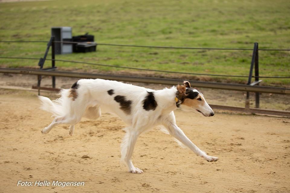 Borzoi Pony billede 27