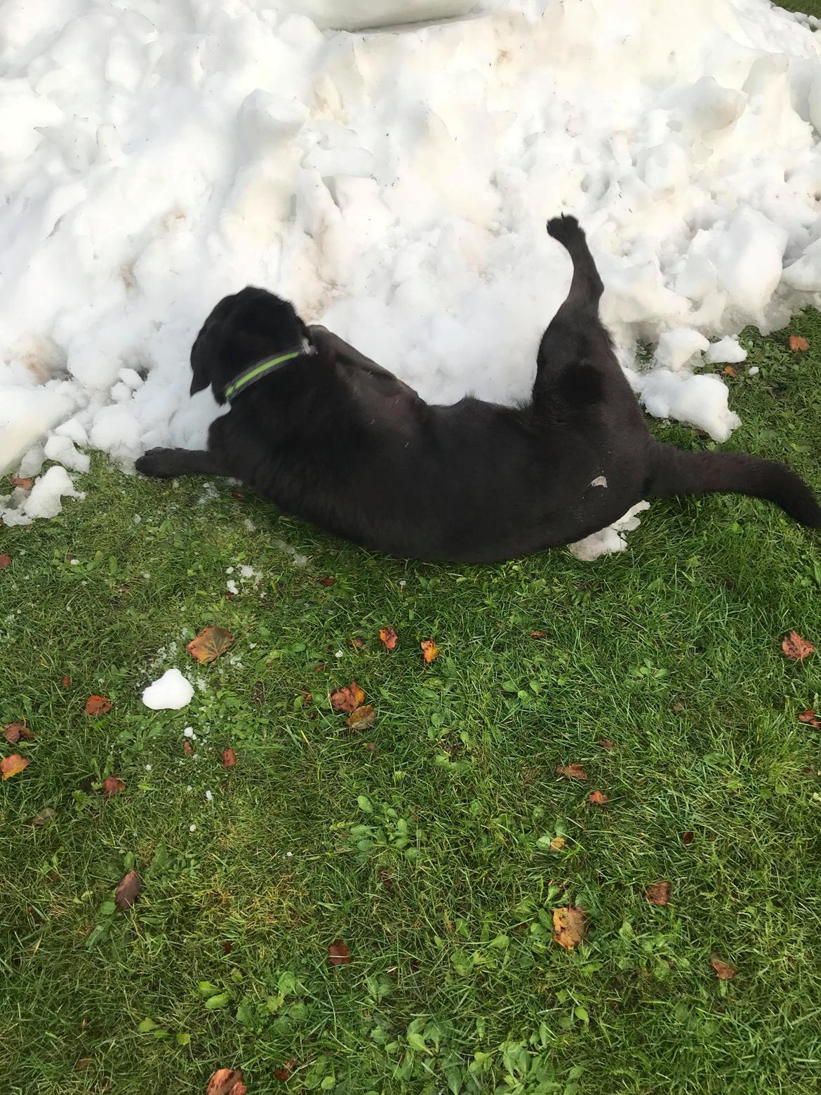 Blanding af racer Mine delehunde billede 2