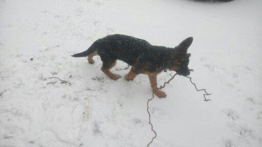 Schæferhund Haweto Genisis  billede 3