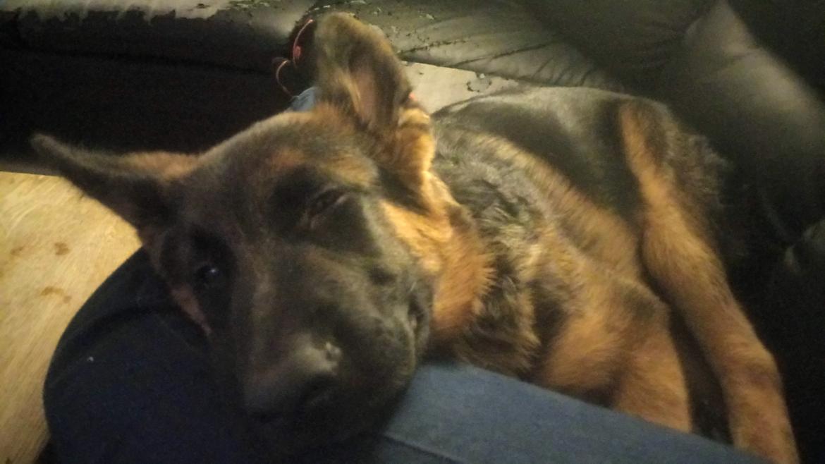 Schæferhund Haweto Genisis  billede 8