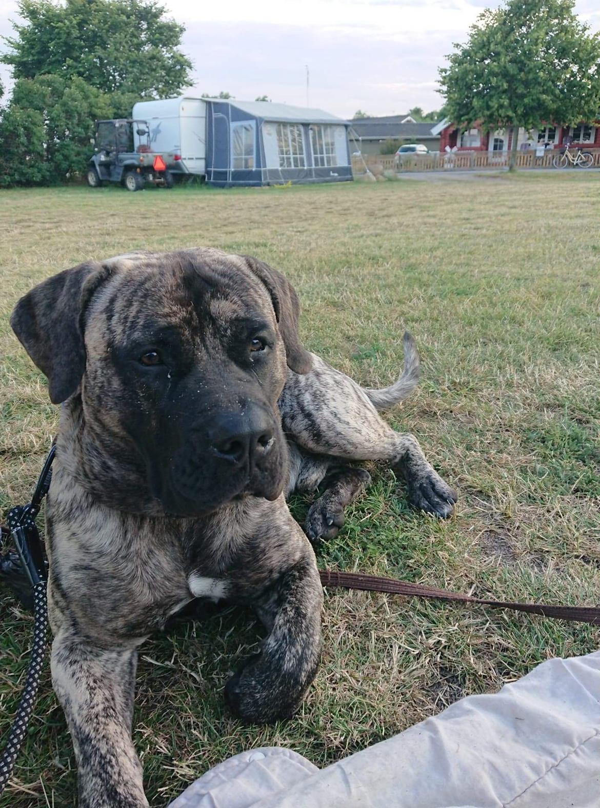 Perro de Presa Canario Diego - Qubera Recinto's Demon Hunter  billede 8