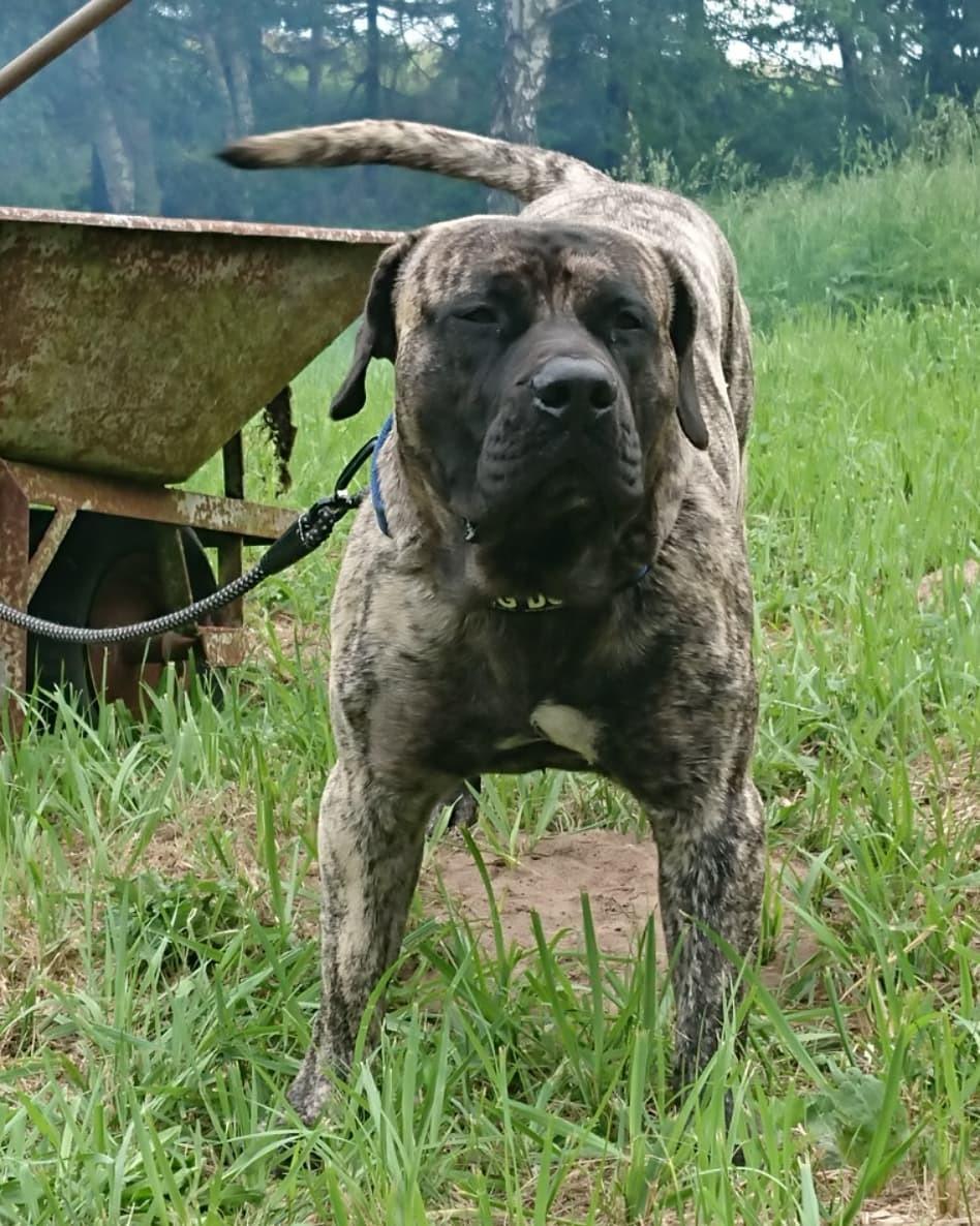 Perro de Presa Canario Diego - Qubera Recinto's Demon Hunter  billede 12