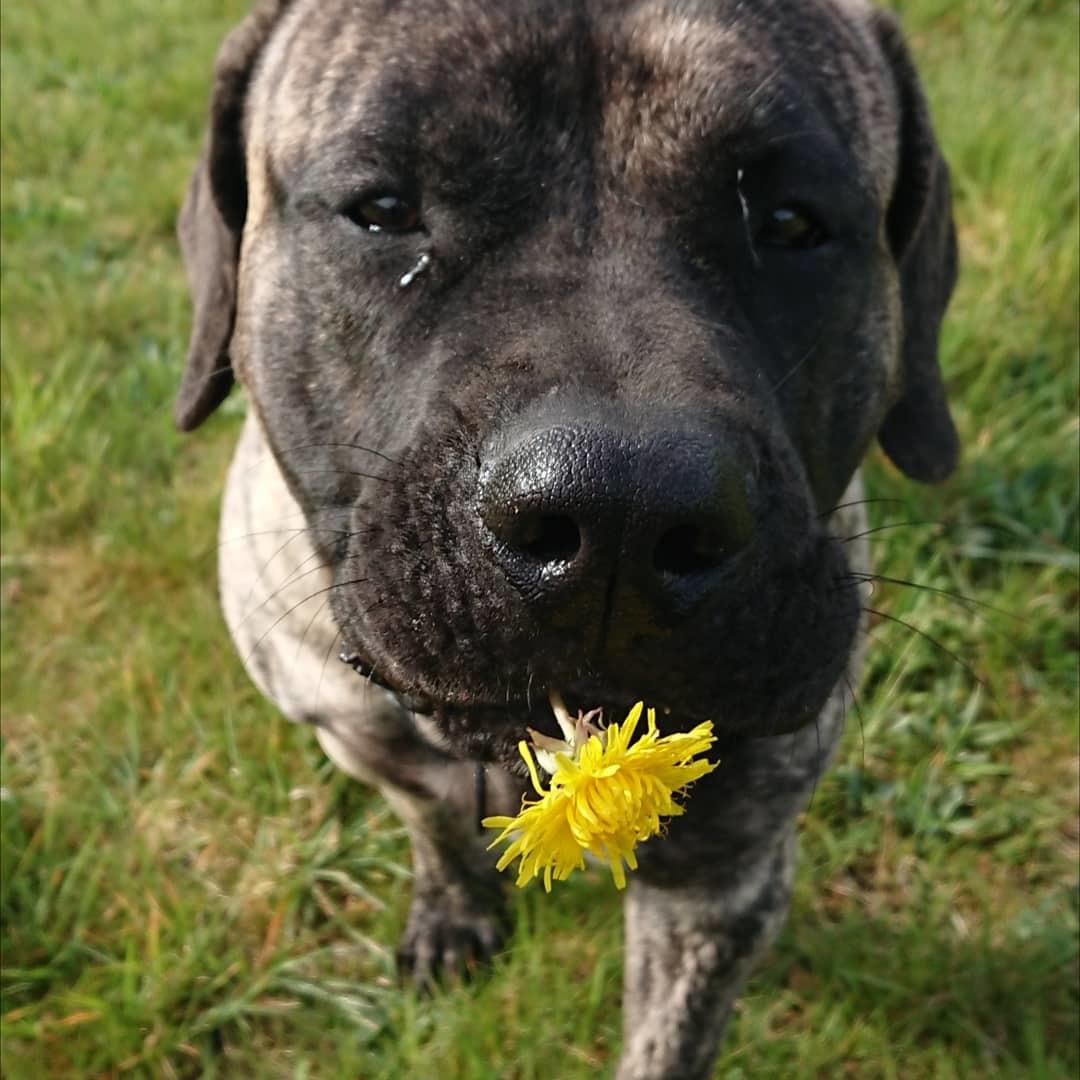 Perro de Presa Canario Diego - Qubera Recinto's Demon Hunter  billede 16