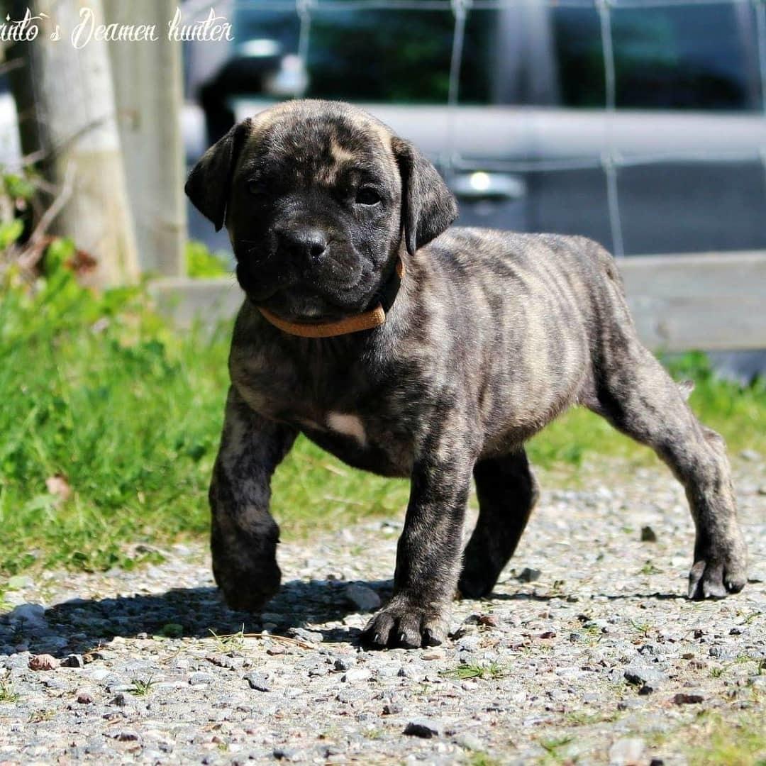 Perro de Presa Canario Diego - Qubera Recinto's Demon Hunter  billede 17