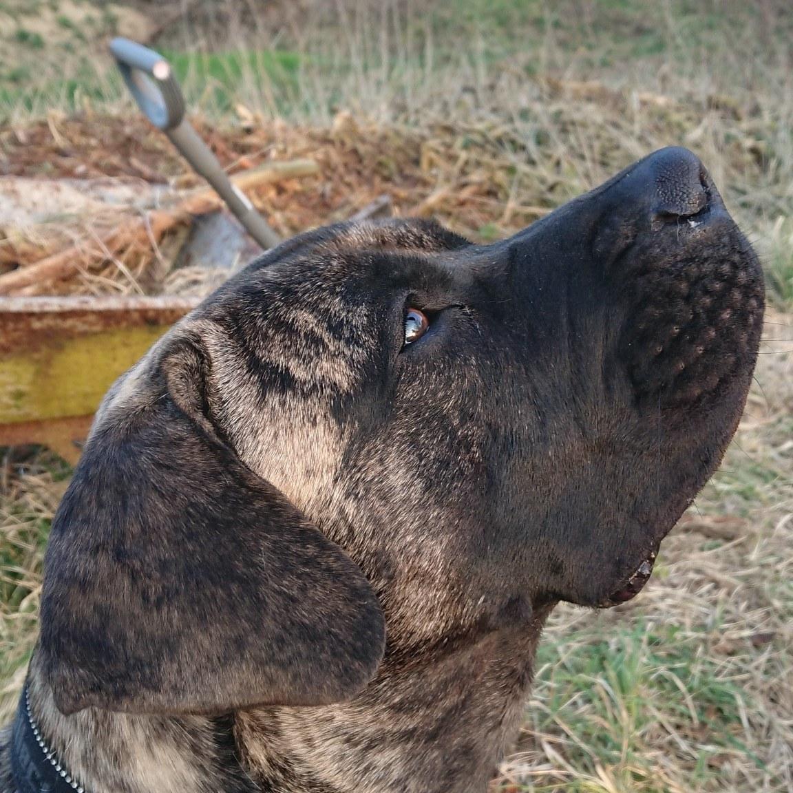 Perro de Presa Canario Diego - Qubera Recinto's Demon Hunter  billede 21