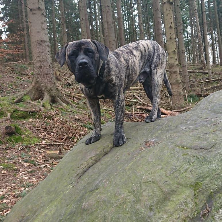 Perro de Presa Canario Diego - Qubera Recinto's Demon Hunter  billede 22