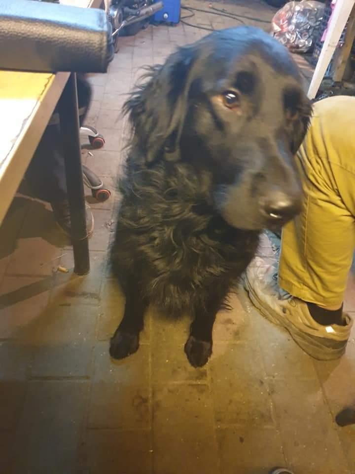 Blanding af racer Balou billede 3