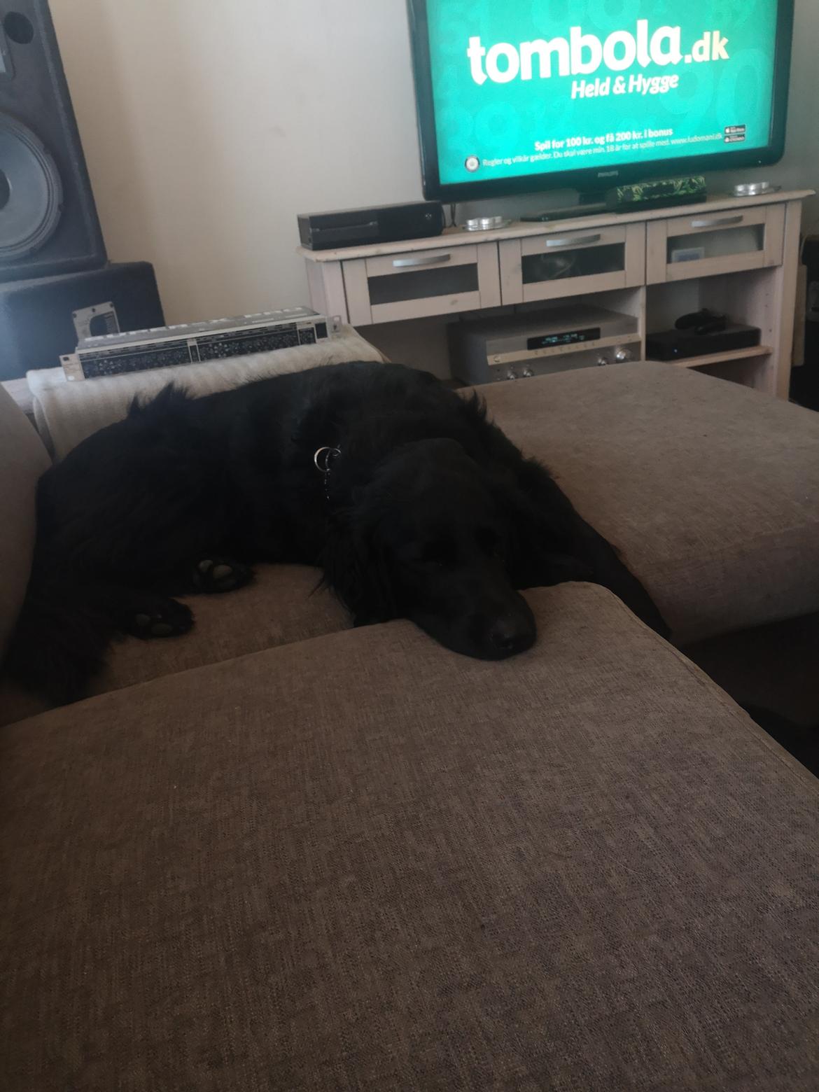 Blanding af racer Balou billede 6