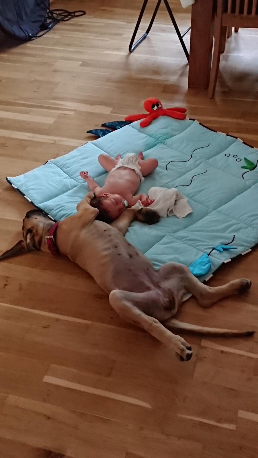 Grand danois Zenia billede 6