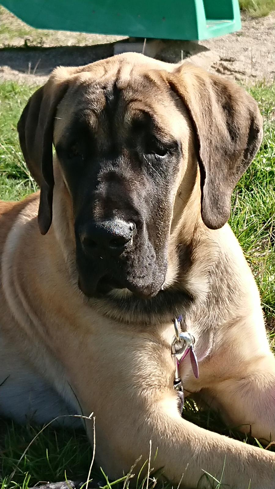 Grand danois Zenia billede 7