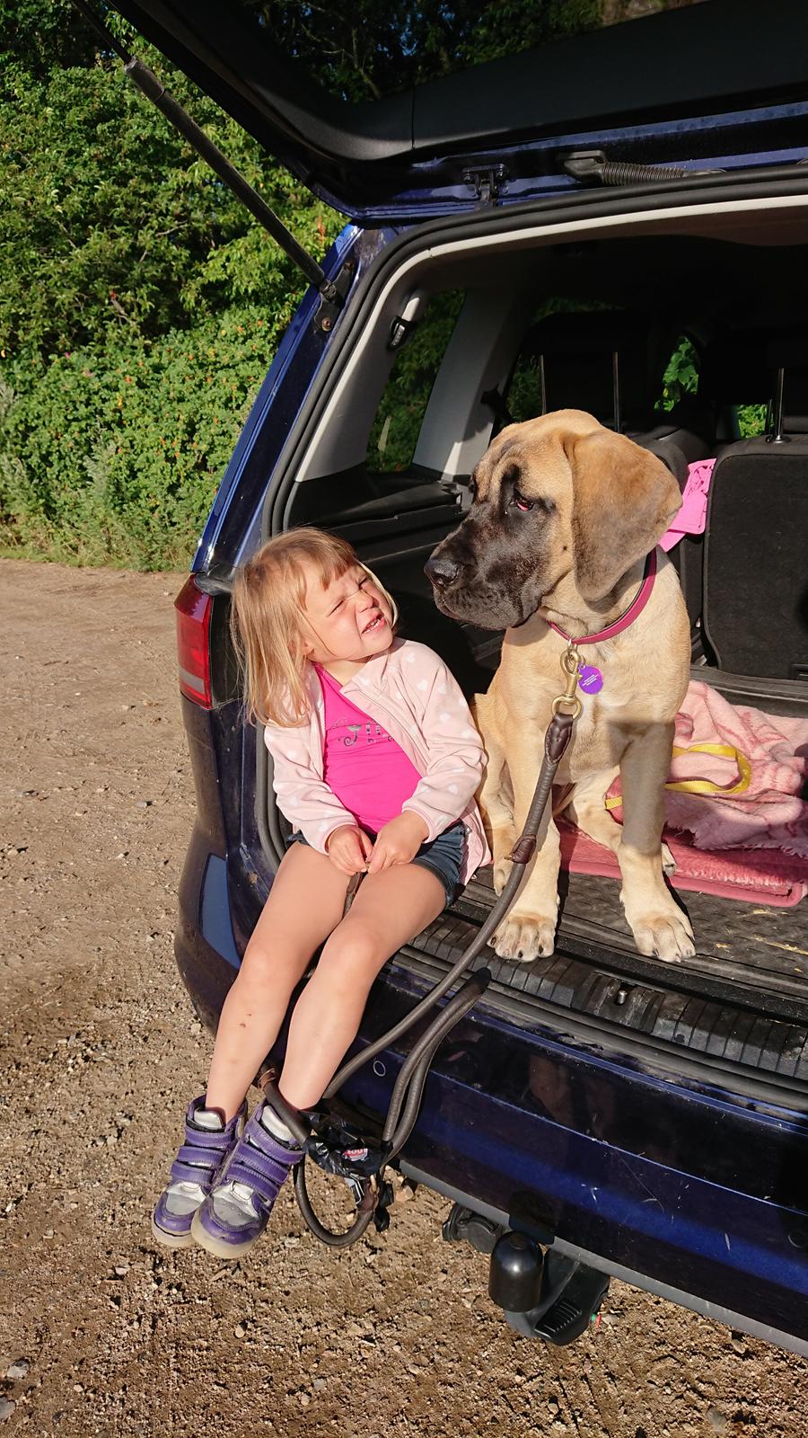 Grand danois Zenia billede 12