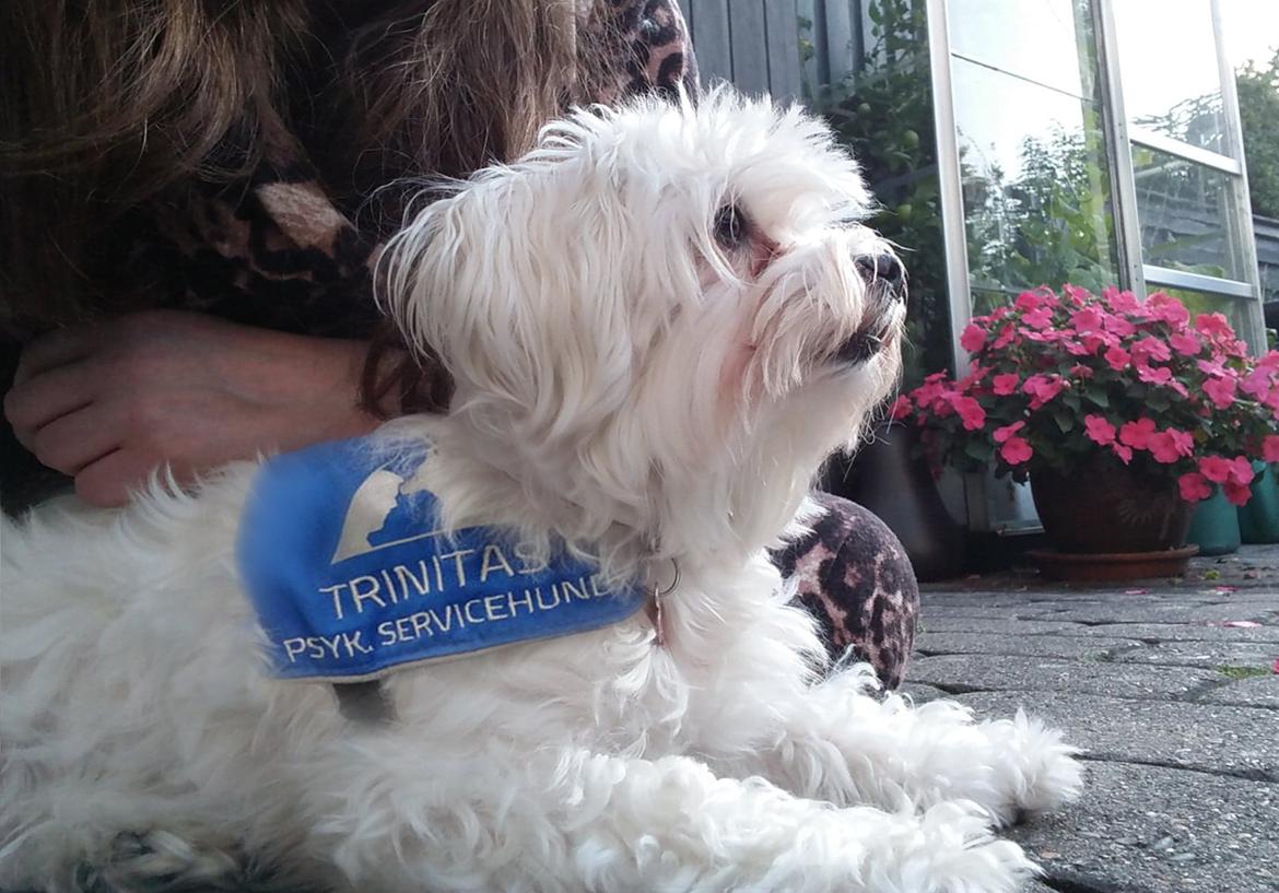 Malteser Molly billede 1