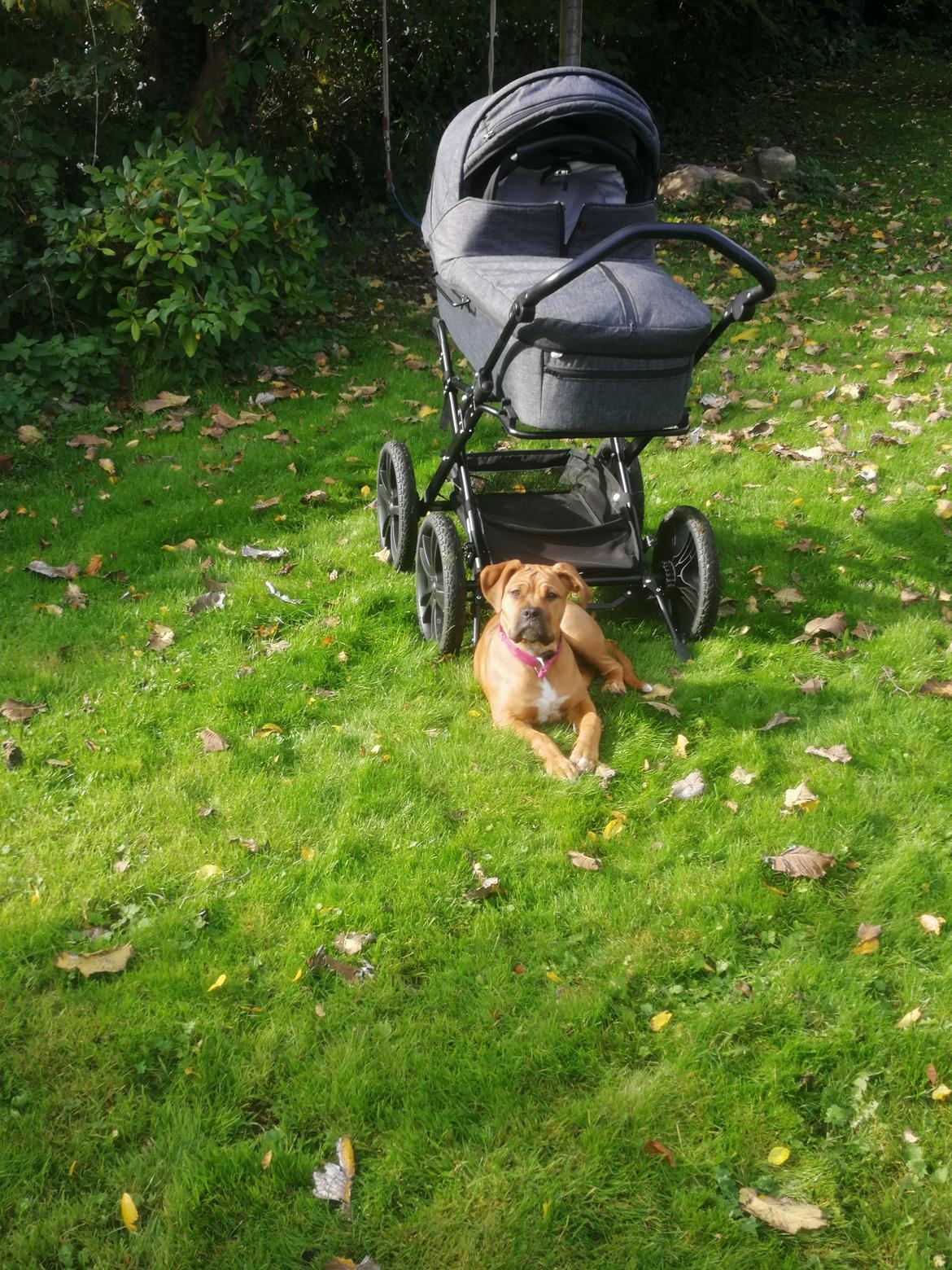 Blanding af racer Molly billede 13