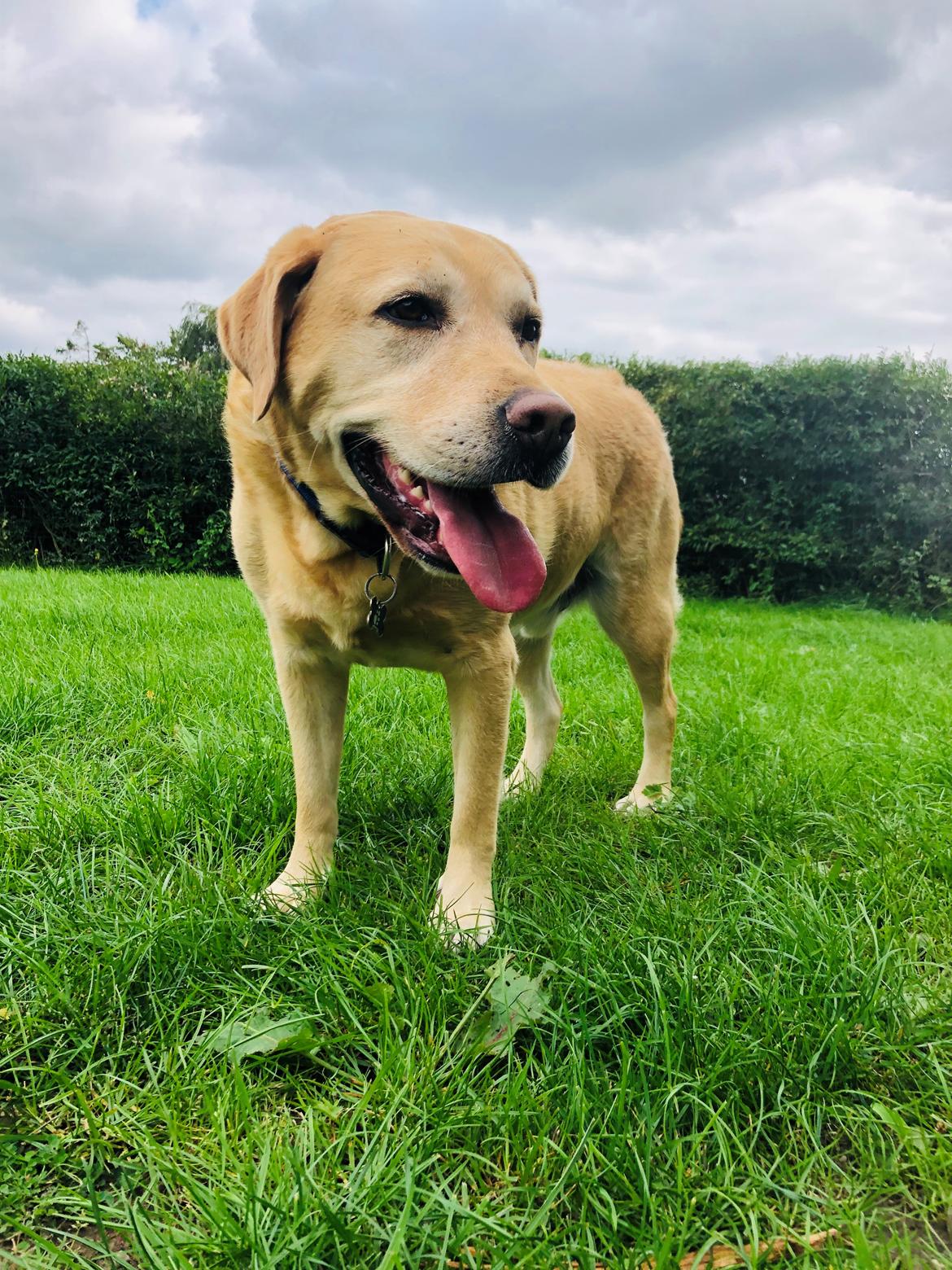 Labrador retriever Lui billede 16