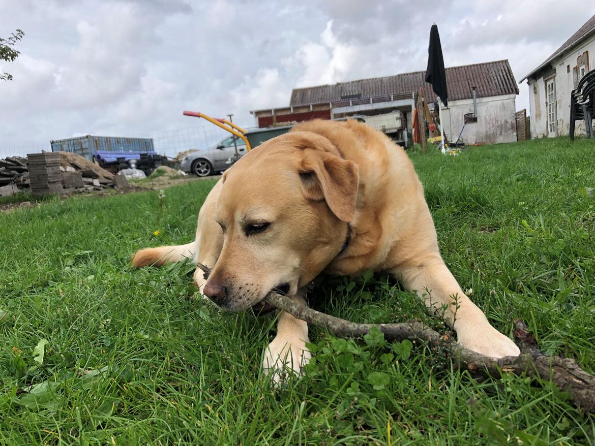 Labrador retriever Lui billede 18