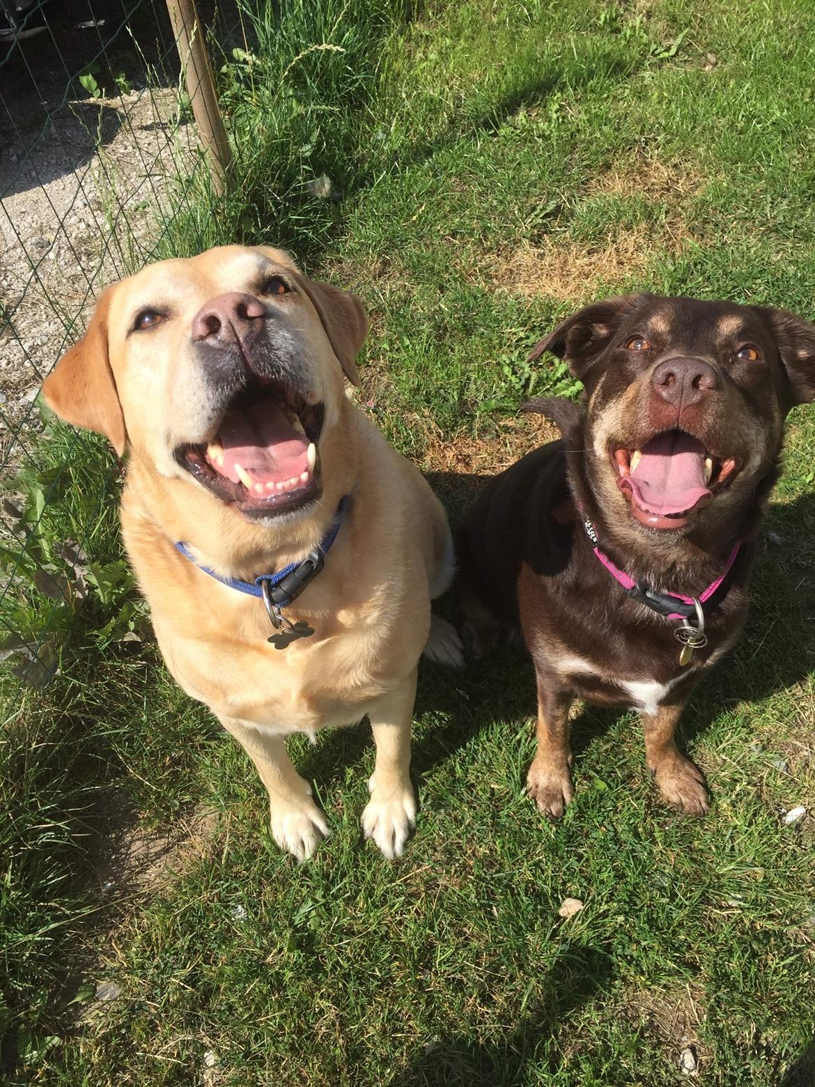 Labrador retriever Lui billede 17