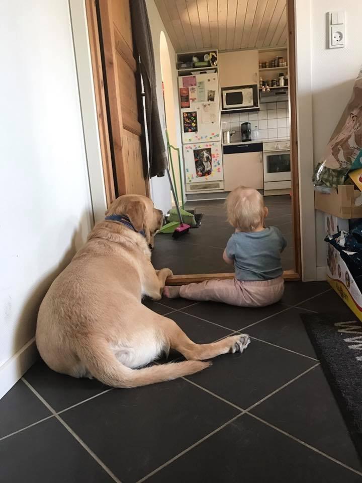 Labrador retriever Lui billede 21