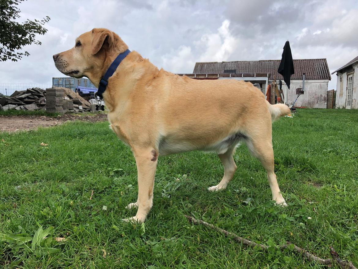 Labrador retriever Lui billede 19