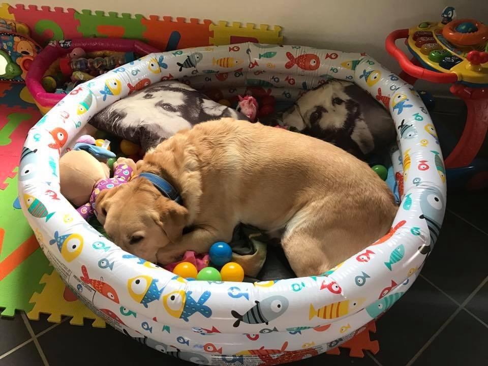 Labrador retriever Lui billede 23