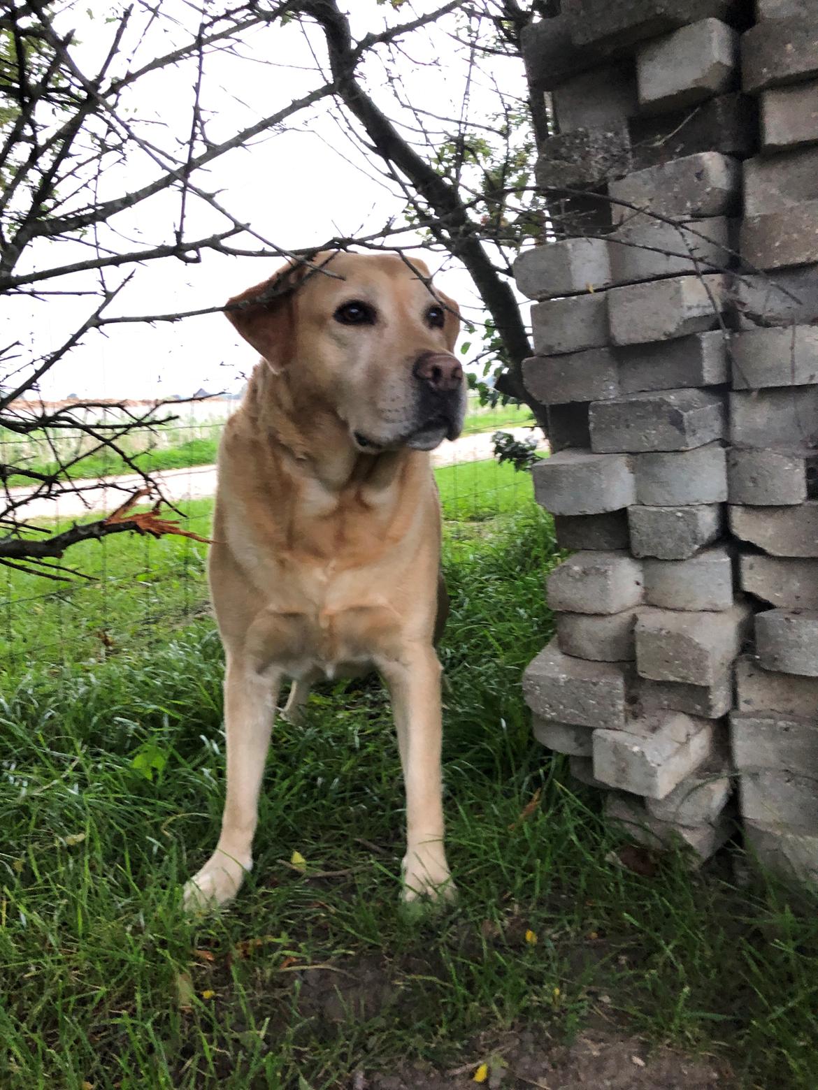 Labrador retriever Lui billede 22