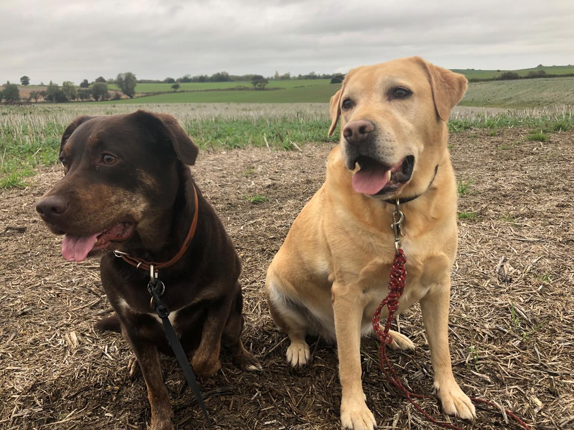 Labrador retriever Lui billede 24