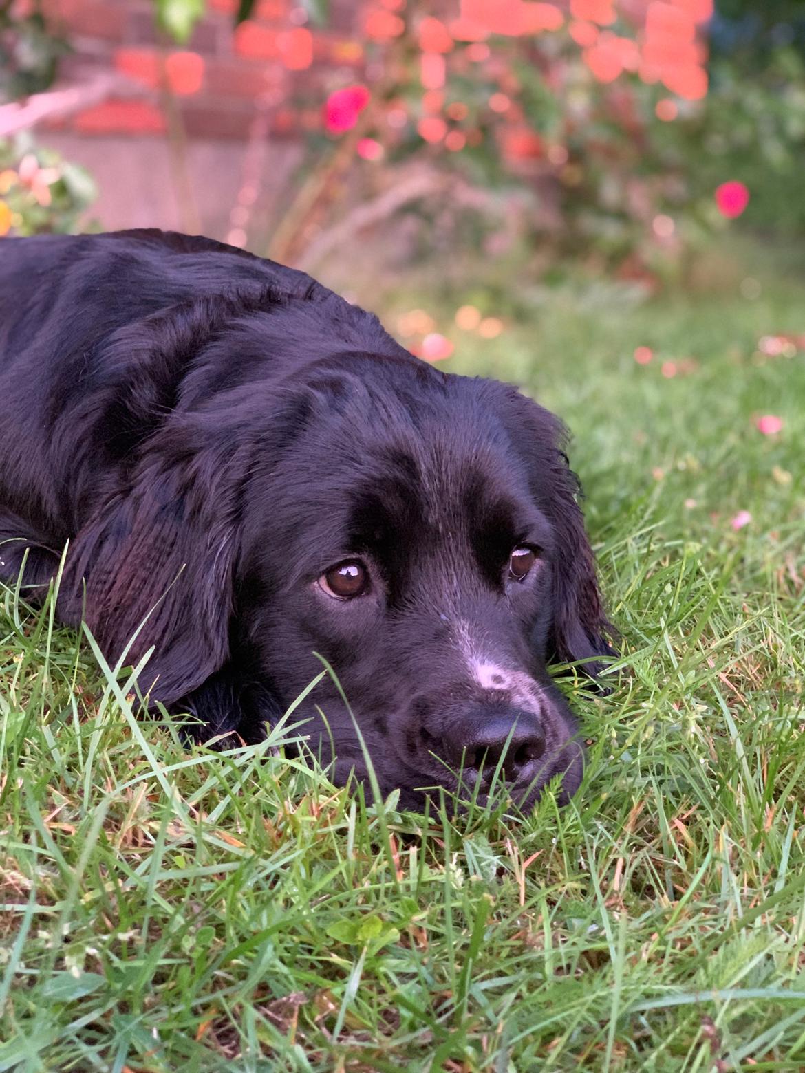 Blanding af racer Molly billede 7