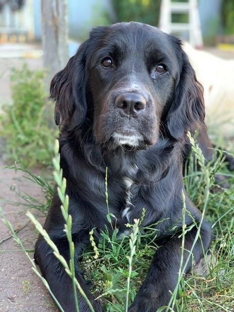 Blanding af racer Molly billede 2