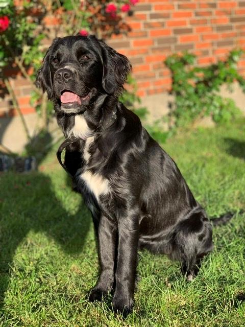 Blanding af racer Molly billede 3