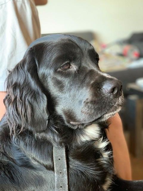 Blanding af racer Molly billede 4