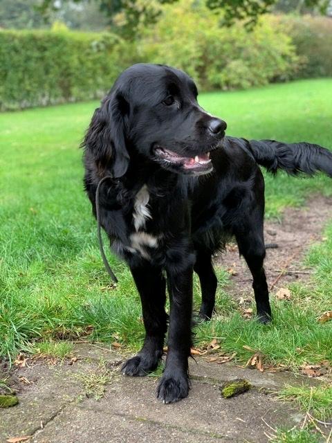 Blanding af racer Molly billede 5