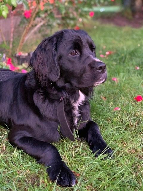 Blanding af racer Molly billede 6