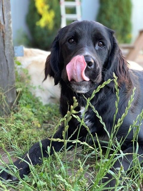 Blanding af racer Molly billede 1