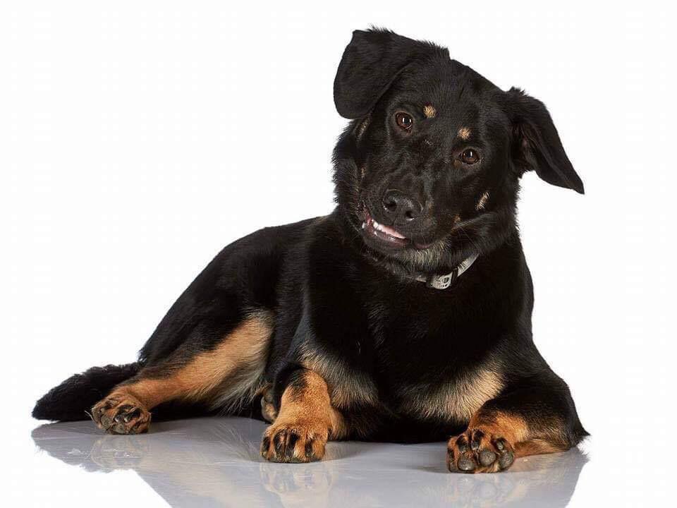 Blanding af racer Zika billede 1