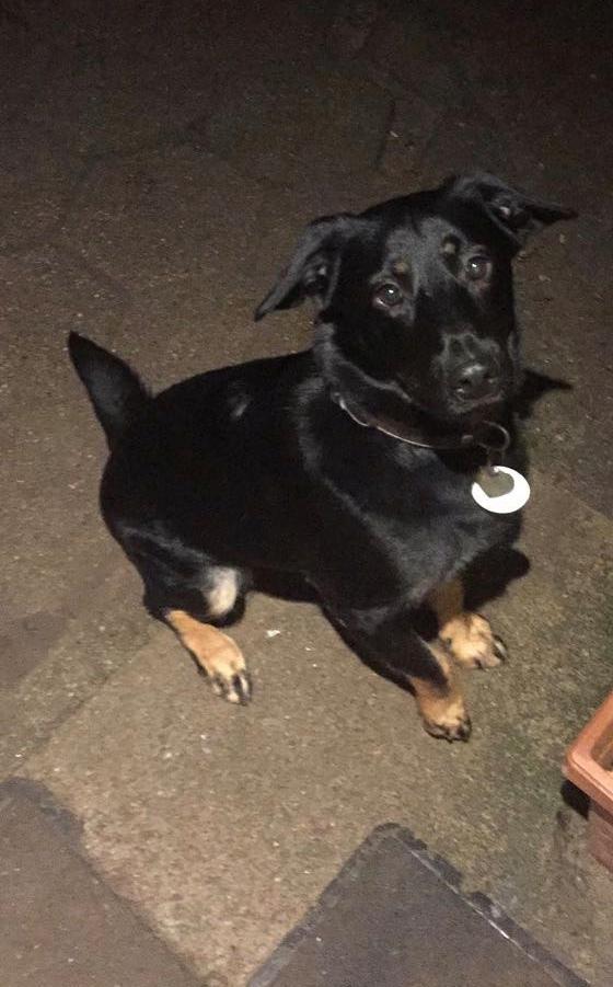 Blanding af racer Zika billede 4