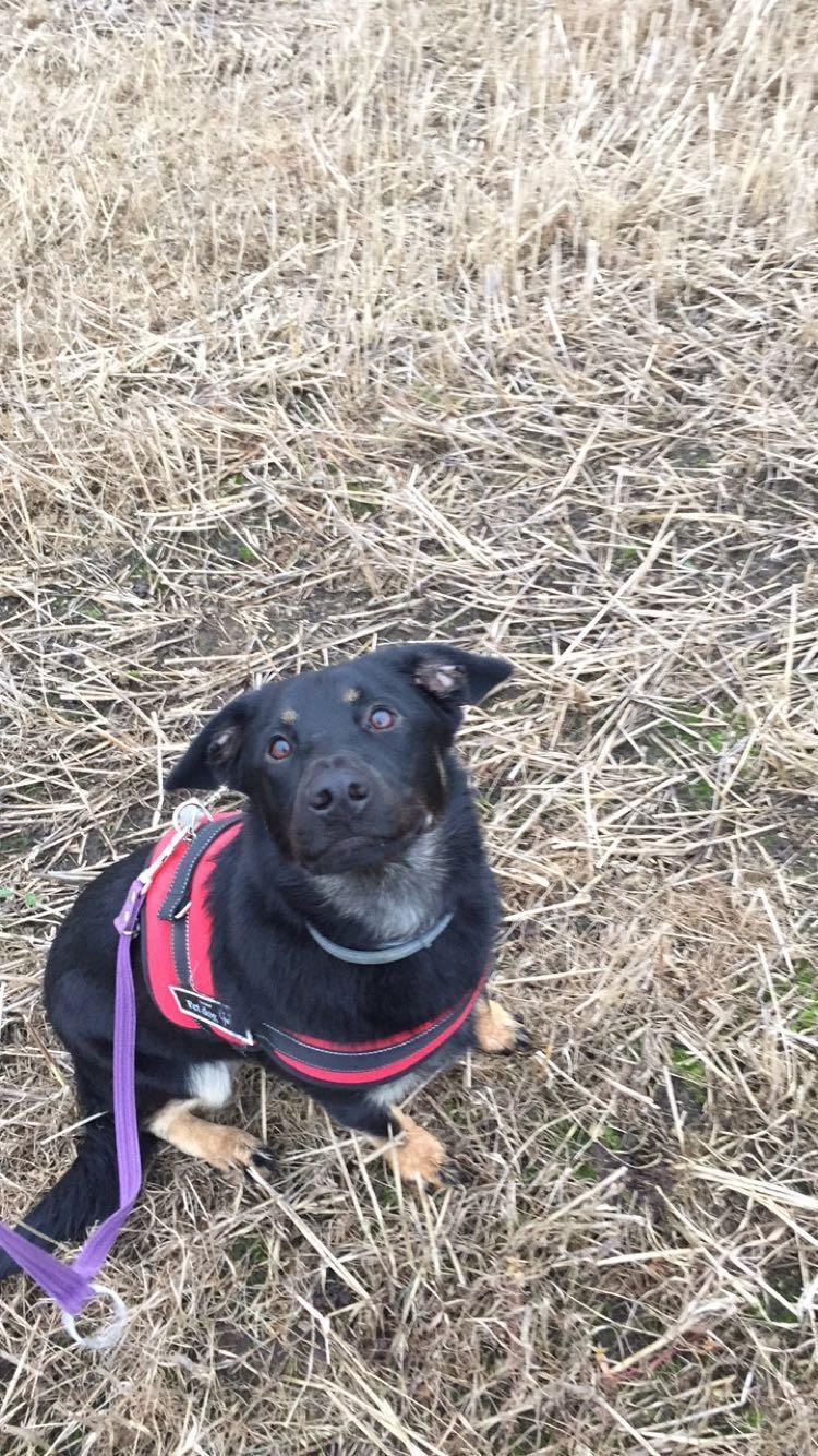 Blanding af racer Zika billede 5