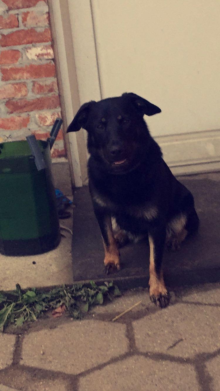 Blanding af racer Zika billede 7