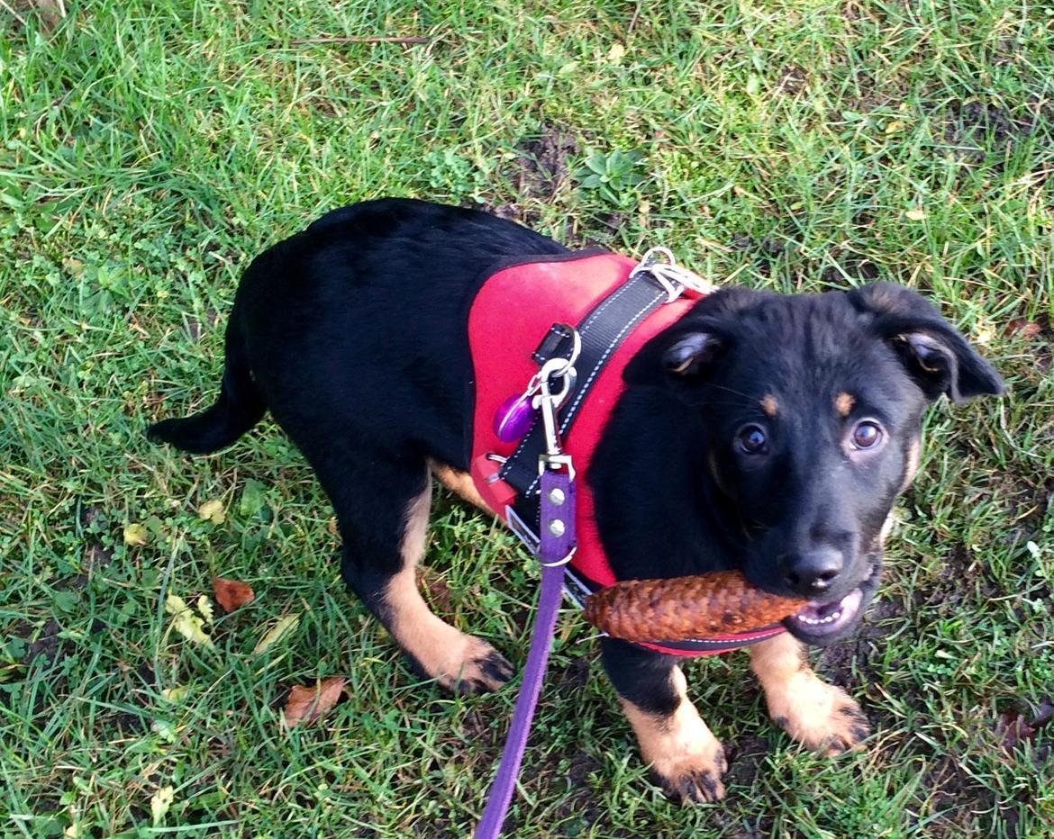 Blanding af racer Zika billede 2