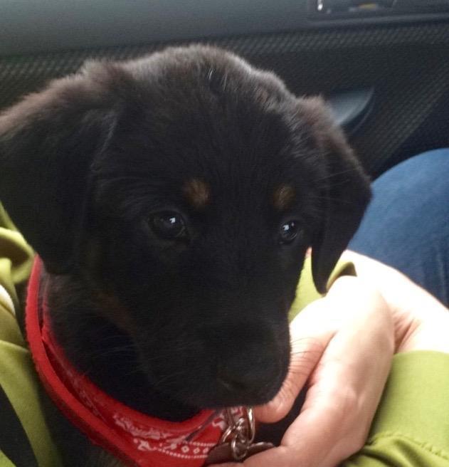 Blanding af racer Zika billede 6