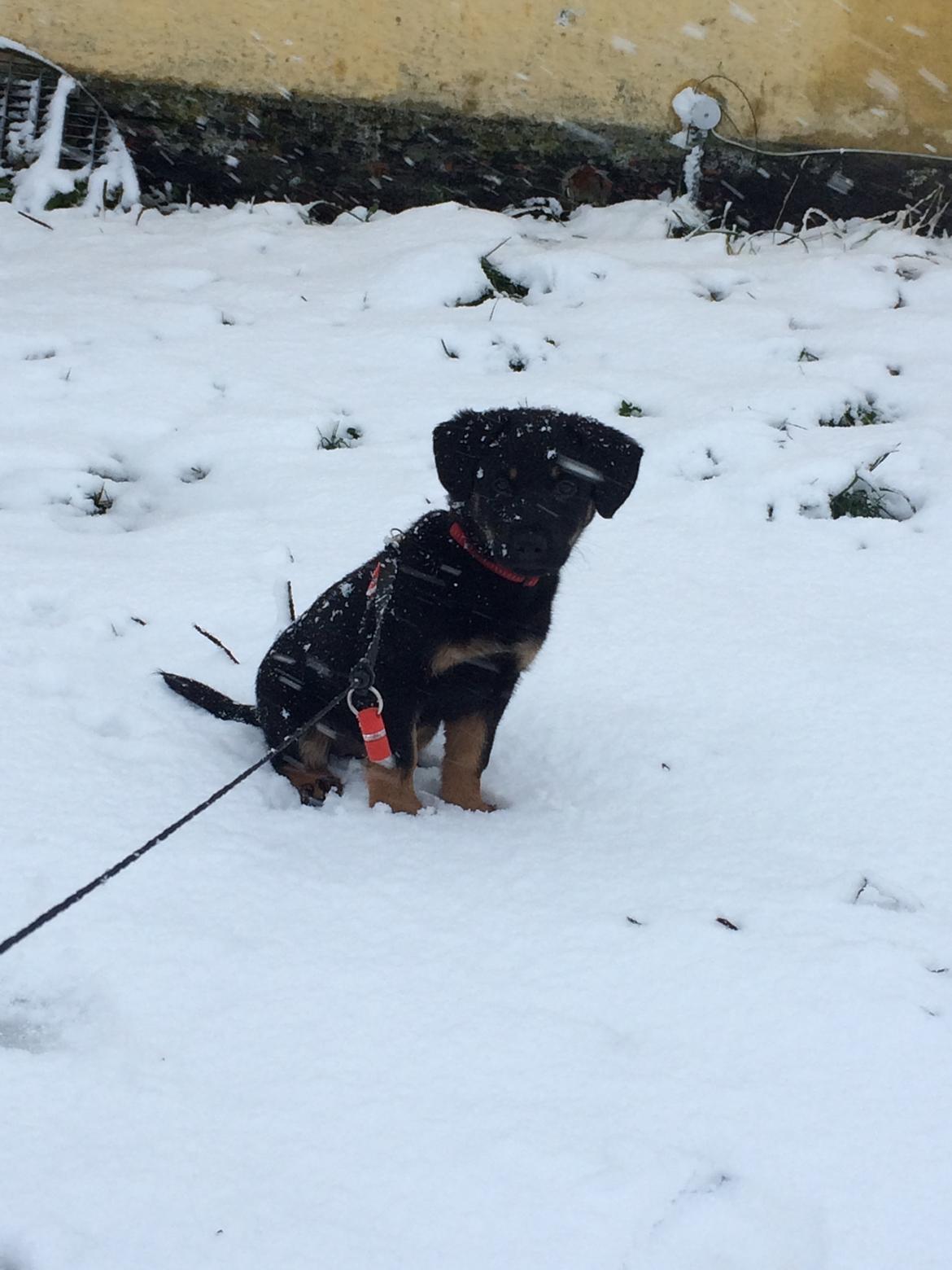 Blanding af racer Zika billede 3