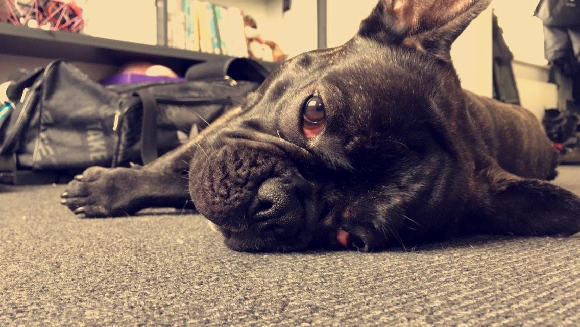 Fransk bulldog Cody billede 1