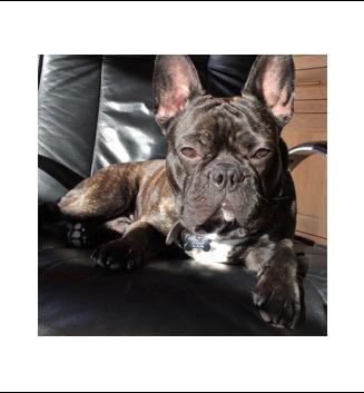Fransk bulldog Cody billede 2