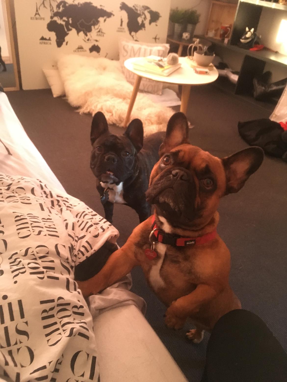 Fransk bulldog Cody billede 3