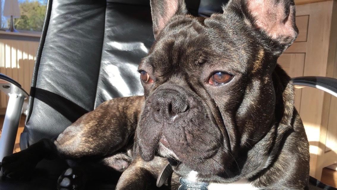 Fransk bulldog Cody billede 4